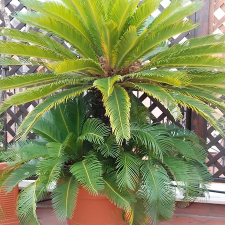 Terrazza128 * باري